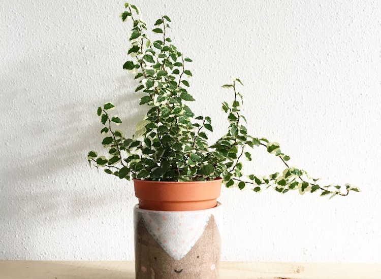 designing a calm and serene space with indoor plants